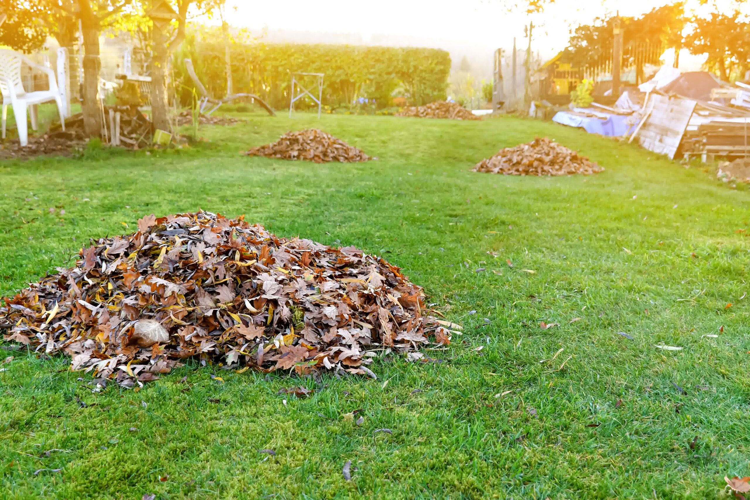 Piles of dead leaves from fall clean up in preparation for winter.