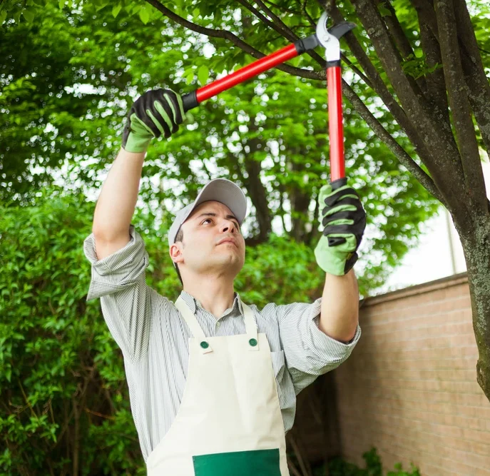 customacreslawn Tree Services ellisville 1 e1780895683622 - Custom Acres Lawn customacreslawn Tree Services ellisville 1 e1780895683622 - Custom Acres Lawn