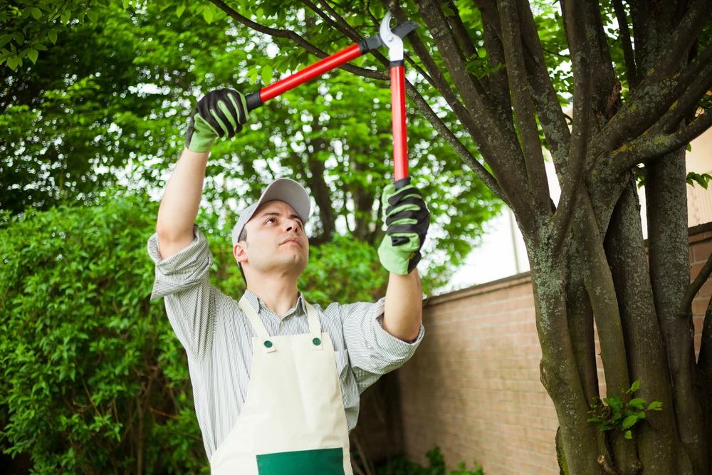 Gardener in gloves uses red loppers to prune dense green tree branches in a yard. Tree services help keep overgrown limbs safe and healthy near homes.<br />
