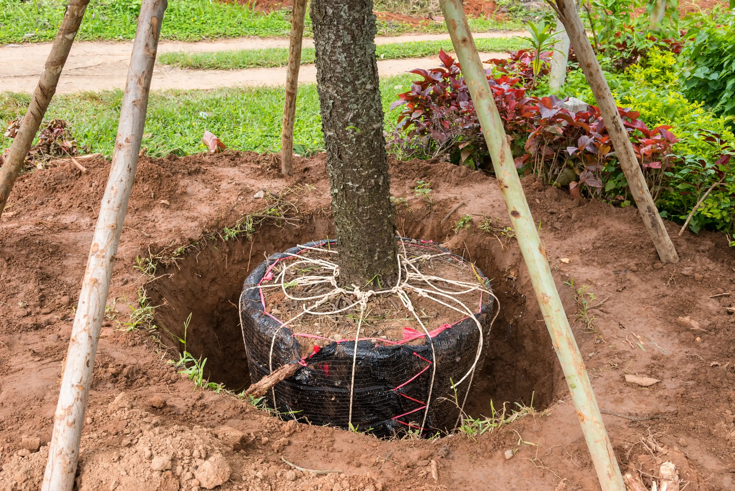 New tree with wrapped root ball sits in a deep soil hole with wooden supports nearby. Tree services plant mature trees safely in prepared yard spaces.